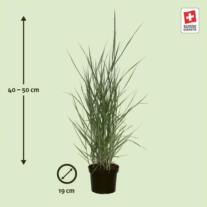 Produktbild Zulauf Rutenhirse / Panicum virgatum 'Prairie Sky' (30 cm)