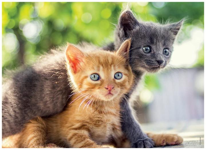 Immagine prodotto Ravensburger Piccoli gatti (1000 pezzi)