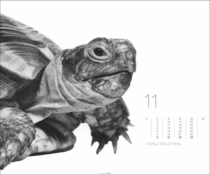 Produktbild Black & White Animals 2026 (55 x 46 cm, Harter Einband, Deutsch)