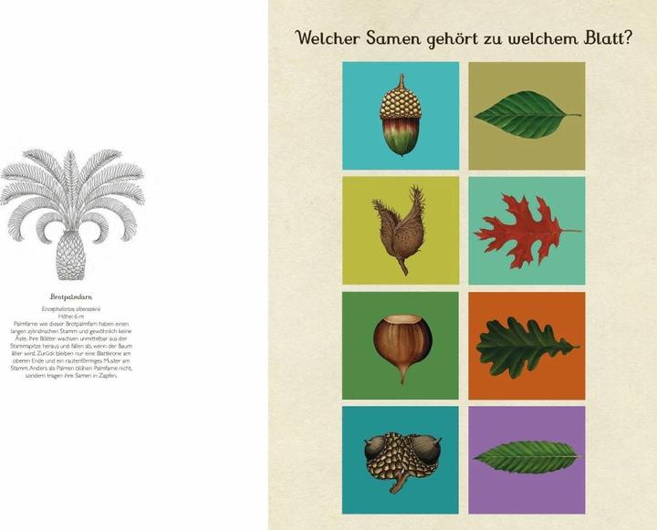 Produktbild Das Museum der Pflanzen. Mein Mitmachbuch (Deutsch, Katie Scott, Kathy Willis, 2017)