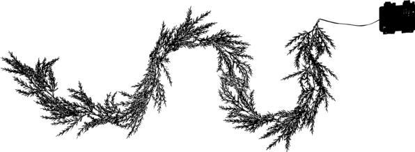 Image du produit Star Trading Thuja