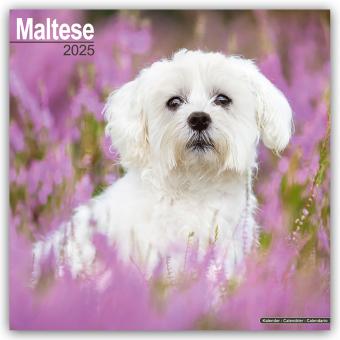 Image du produit Avonside Publishing Ltd:Maltese - Malte (30,5 x 30,5 cm, Allemand)