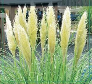 Produktbild Flowerbox Pampasgras - Cortaderia selloana 'Mini Pampas' (50 cm)