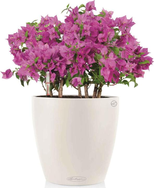 Actual product image Lechuza Classico Color (42 cm)