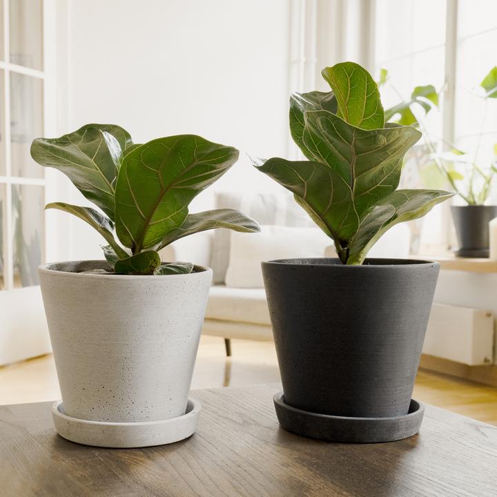 Produktbild Mary and Plants Ficus Lyrata mit HAY Topf in Hellgrau (50 cm)