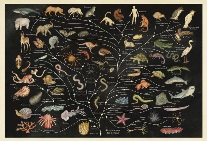 Produktbild Das Museum der Tiere (Deutsch, Katie Scott, Jenny Broom, 2014)