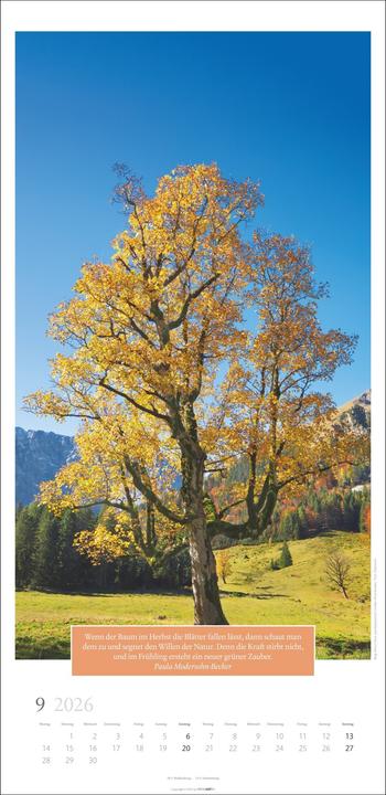 Produktbild Wunderwelt der Bäume Kalender 2026 (33 x 68 cm, Deutsch)
