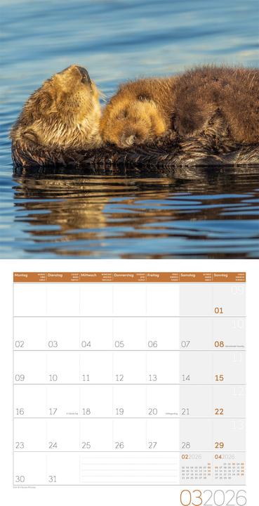 Produktbild Otter Kalender 2026 - 30x30 (30 x 30 cm, Harter Einband, Deutsch)