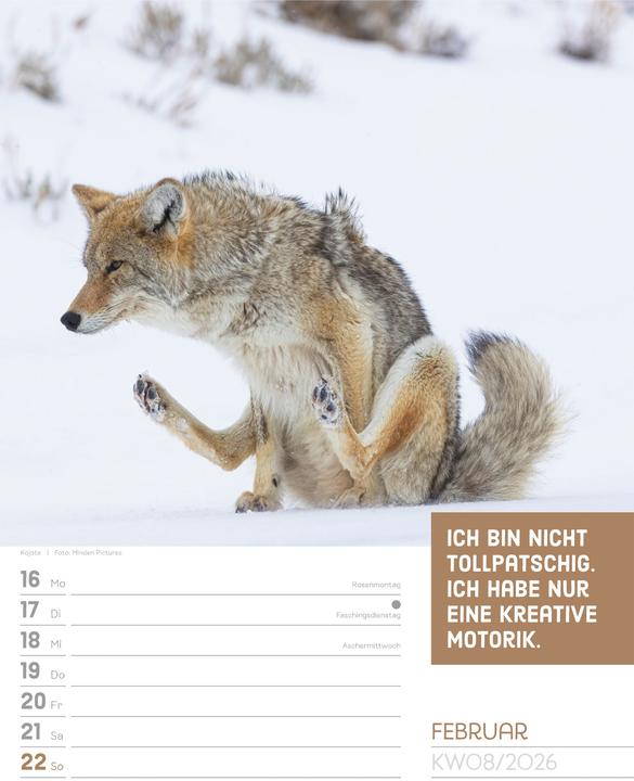 Produktbild Tierisch! Sprüchekalender - Wochenplaner Kalender 2026 (25 x 33 cm, Harter Einband, Deutsch)