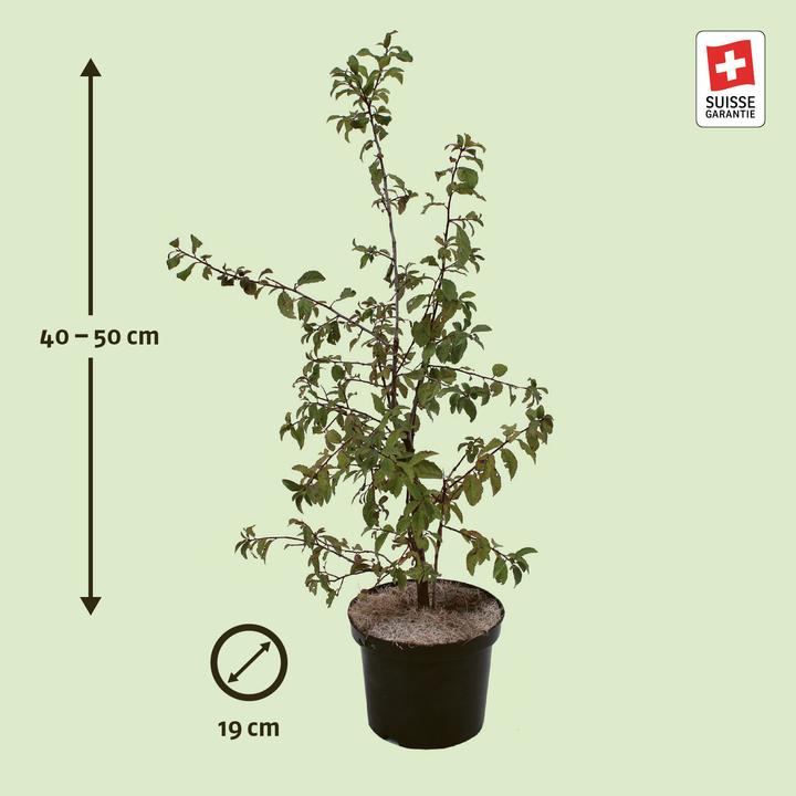 Produktbild Zulauf Schwarzdorn / Prunus spinosa (50 cm)