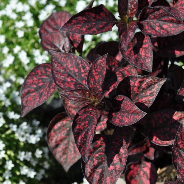 Produktbild Säntispracht 3 er Set, Trend-Blattschmuckpflanze - Die Punktblume - Hypoestes phyllostachya Hippo Red (60 cm)