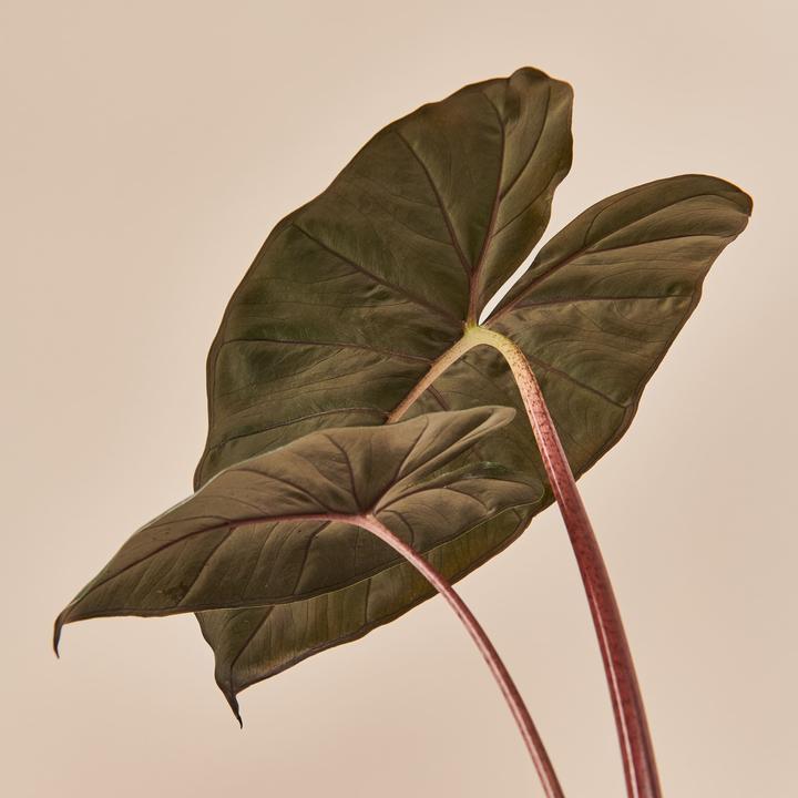 Immagine prodotto Mary and Plants Yucatan Princess (70 cm)