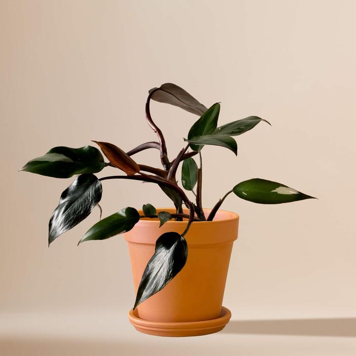 Mary and Plants Filodendro Rosa Principessa (30 cm)