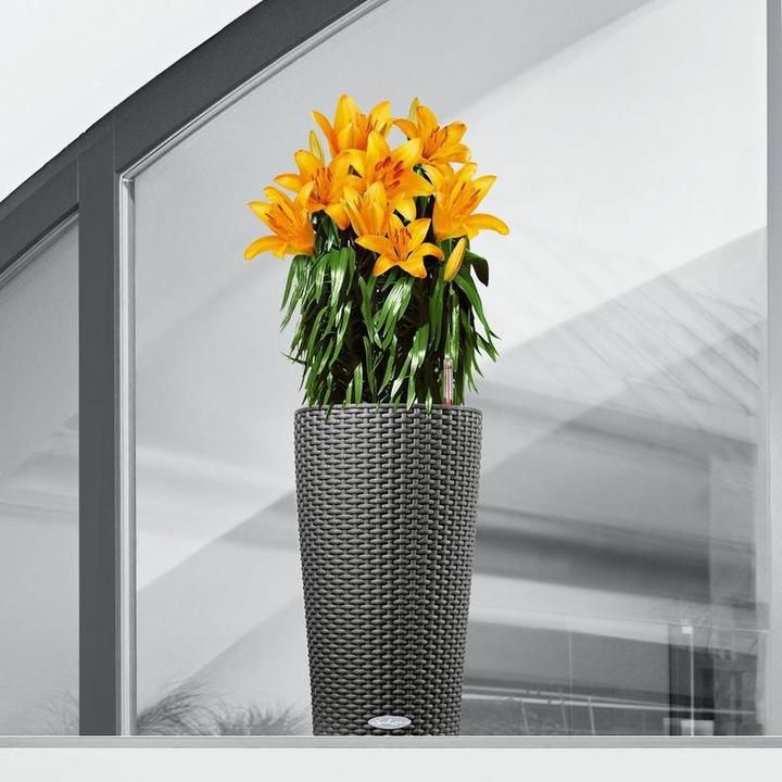 Actual product image Lechuza CILINDRO Cottage 23 (23 cm)