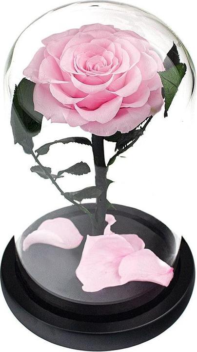 Produktbild JTI Grosse Rose im Glasglocke - Rosa (Trockenblumen)