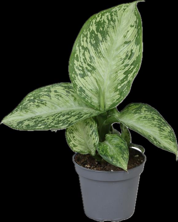 Image du produit Mahaloplants Dieffenbachia Snow (15 cm)