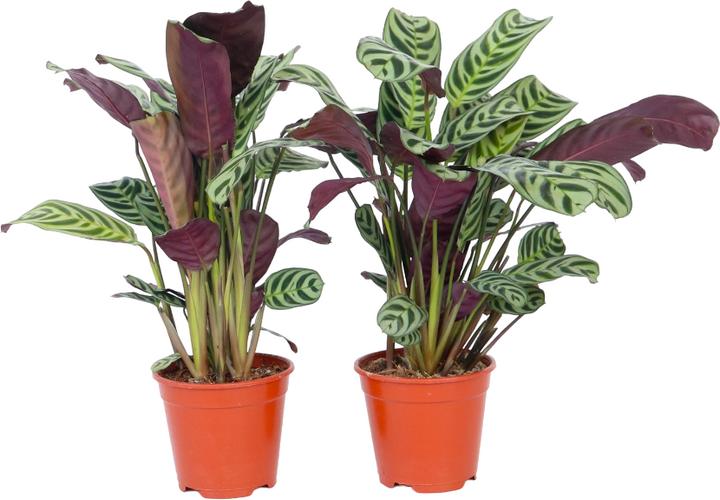Image du produit Plant in a Box Ctenanthe burle-marxii (25 cm)