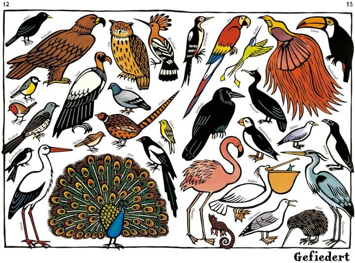 Produktbild Jolivet:Zoo-ologie (Deutsch, Ebi Naumann, Anke Knefel, Joëlle Jolivet, 2024)