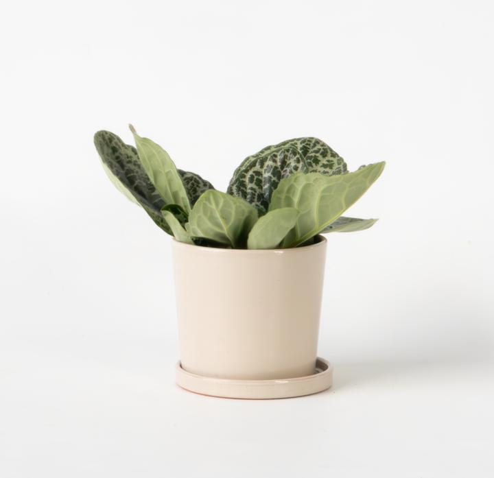 Produktbild Plant in a Box Streptocarpus Pretty Turtle - Drehfrucht (25 cm)