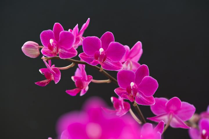 Actual product image Plant in a Box Phalaenopsis - Butterfly Orchid (50 cm)