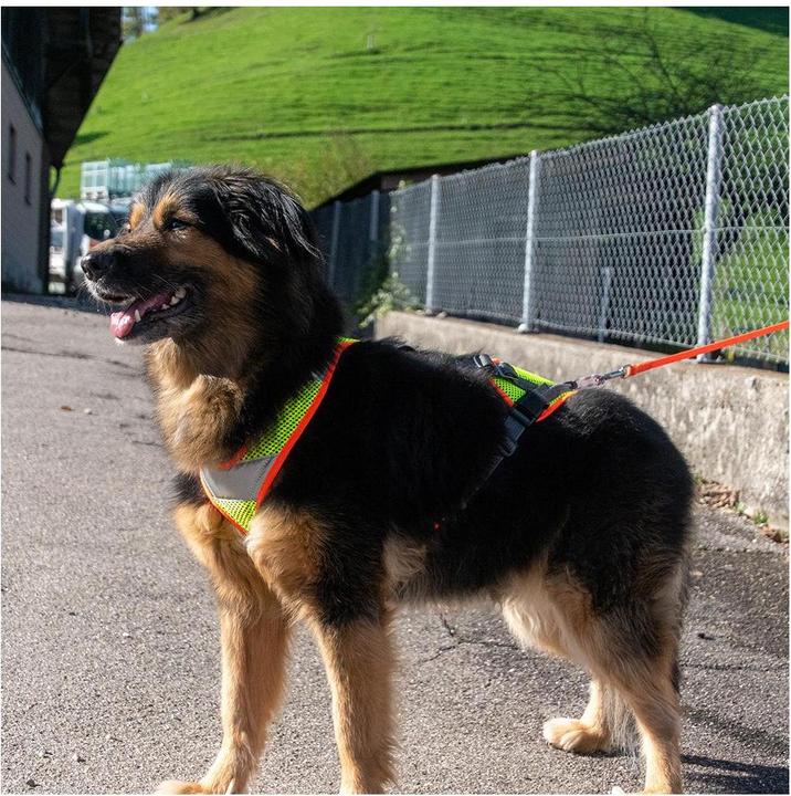 Produktbild Beat Grossenbacher V-Mantrailinggeschirr mit Reflektor (XL, Hund, Hundesport)