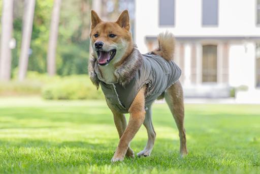 Produktbild Designed by Lotte Hundemantel Philos (XXXL, Hundemantel)
