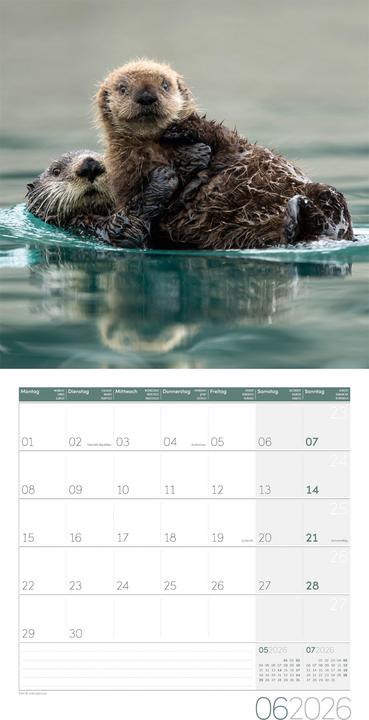 Produktbild Otter Kalender 2026 - 30x30 (30 x 30 cm, Harter Einband, Deutsch)