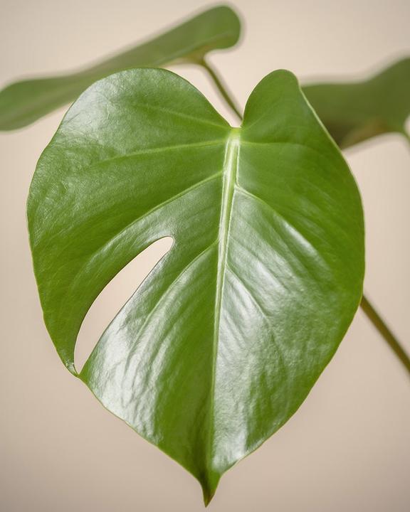 Immagine prodotto feey Monstera grande (65 cm, Appena rinvasata)