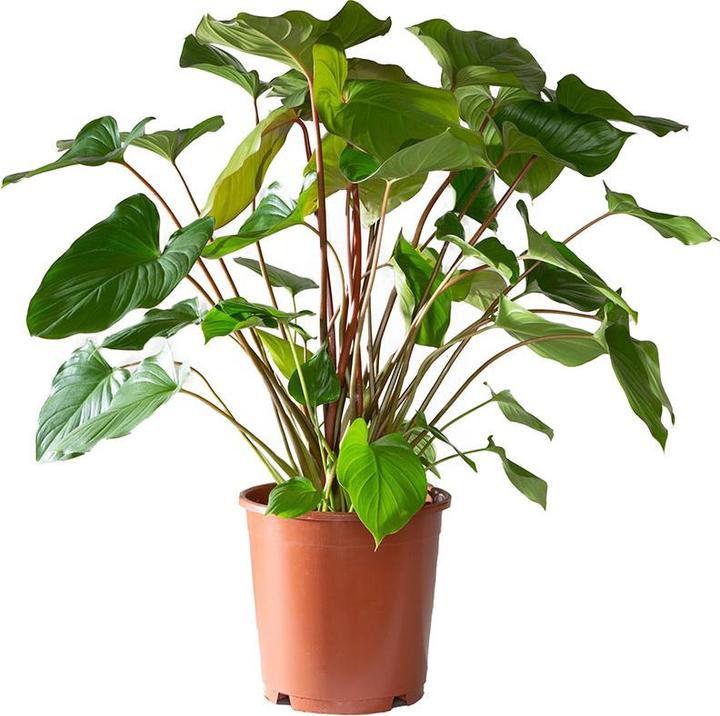 Produktbild VEG and the City Barus (Homalomena) (75 cm)
