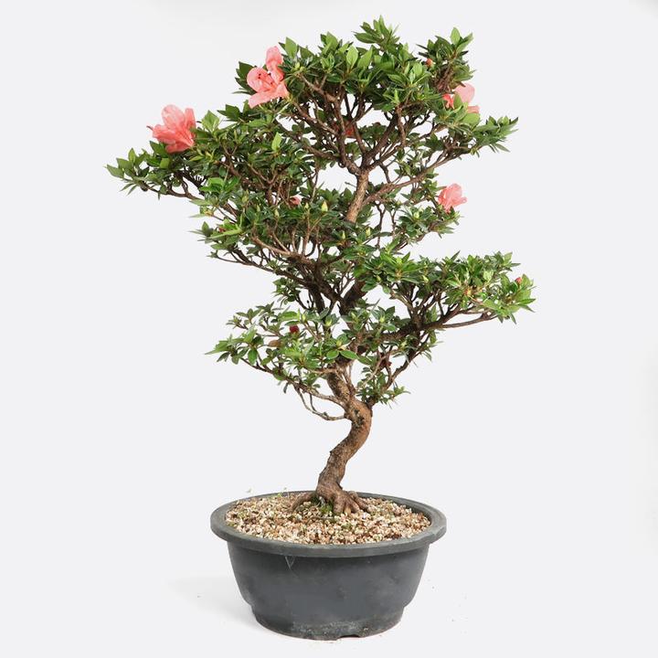 Image du produit Bonsai.ch Azalea Satsukiazalee cm (20 cm)