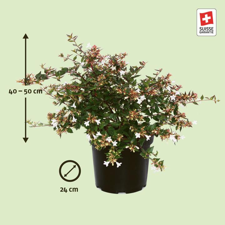 Produktbild Zulauf Grossblütige Abelie / Abelia x grandiflora (50 cm)