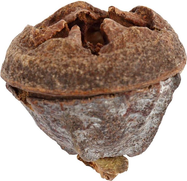 Actual product image Creativ Company Eucalyptus fruit