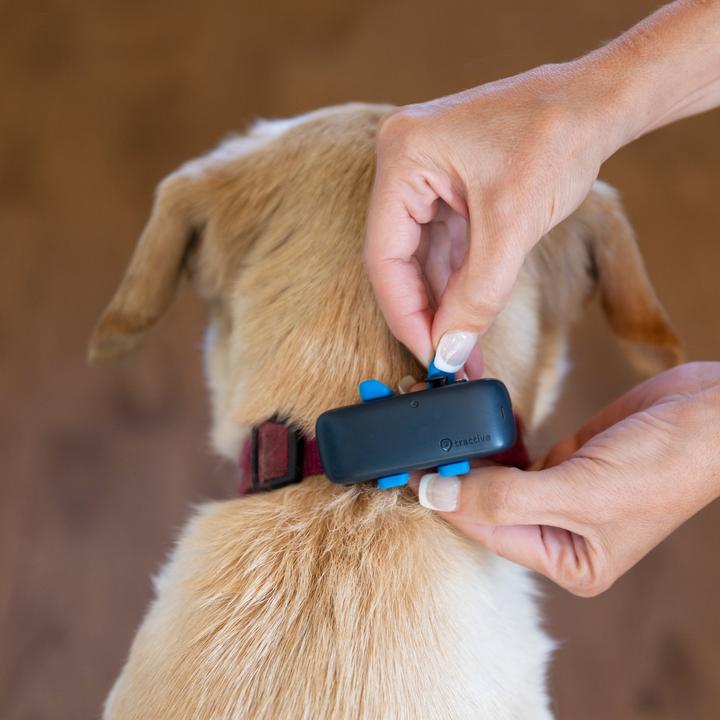 Produktbild Tractive Dog 4 GPS Tracker für Hunde (Katze, Hund, Spazieren)
