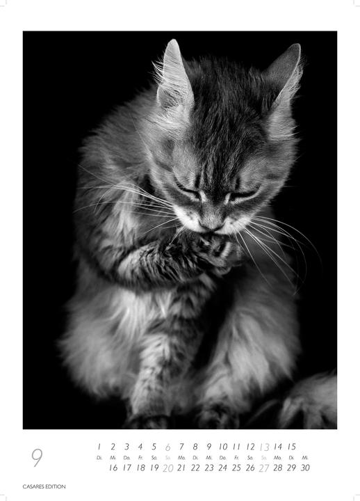 Produktbild Cats 2026 S 29x21cm (29 x 21 cm, Deutsch)
