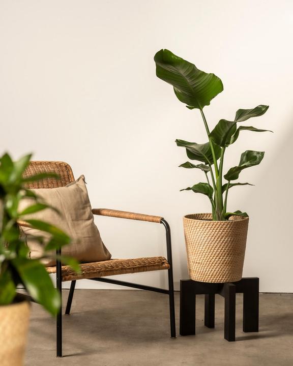 Actual product image feey Strelitzia XL (110 cm, Freshly repotted)