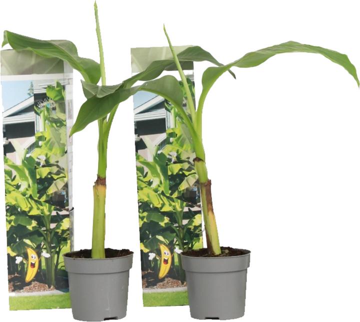 Produktbild Plant in a Box Musa Basjoo - 2er-Set Bananenpflanzen (25 cm)