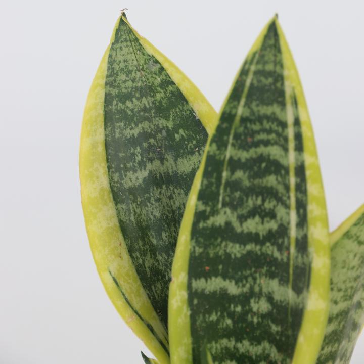 Actual product image Plant in a Box Sansevieria trifasciata 'Futura Superba' - Set of 3 Bow Hemp (35 cm)