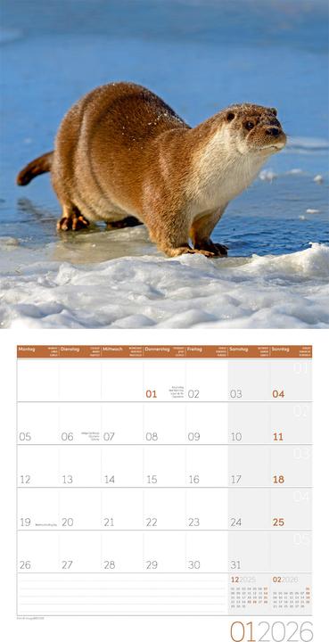 Produktbild Otter Kalender 2026 - 30x30 (30 x 30 cm, Harter Einband, Deutsch)