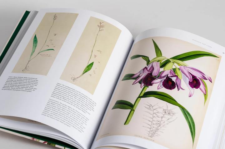 Produktbild Orchideen (Deutsch, Sandra Knapp, 2022)