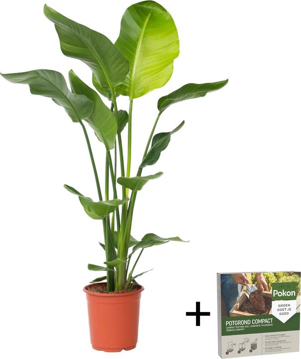 Produktbild Plant in a Box Strelitzia nicolai - Paradiesvogelblume (90 cm)