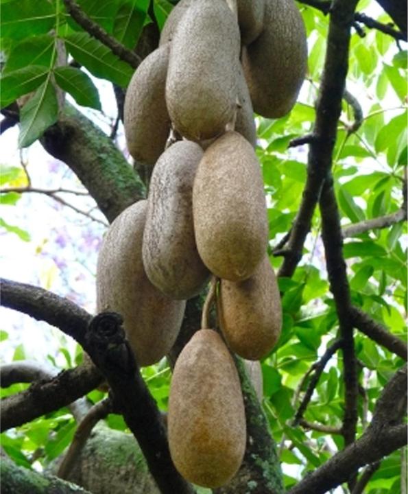 Produktbild Tropica Leberwurstbaum Kigelia Africana syn.K. Pinnata (Pflanzensamen)