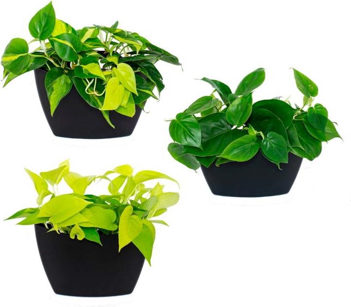 CitySens 3 Pack Wall Planters  black planter