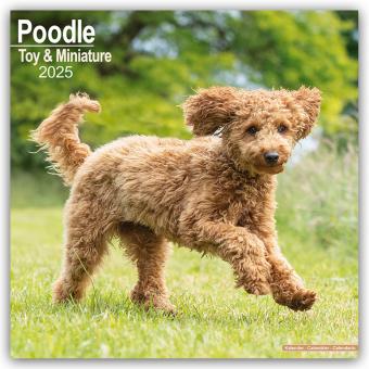 Actual product image Avonside Publishing Ltd:Toy and Miniatu (305 x 305 mm, Hardcover, German)
