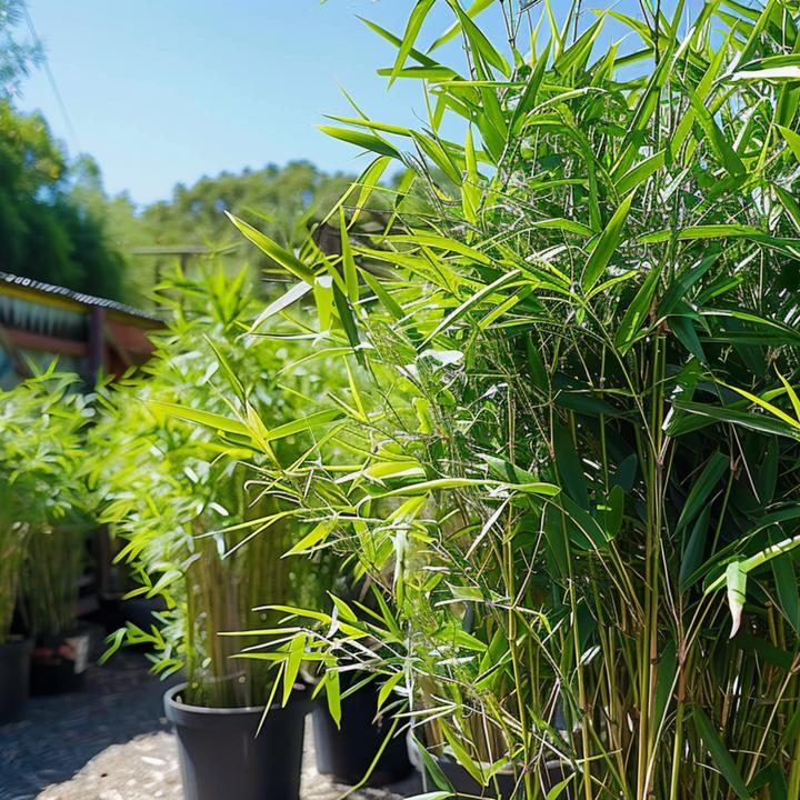 Produktbild Plant in a Box Fargesia nitida 'Black Dragon' - Bambus (25 cm)
