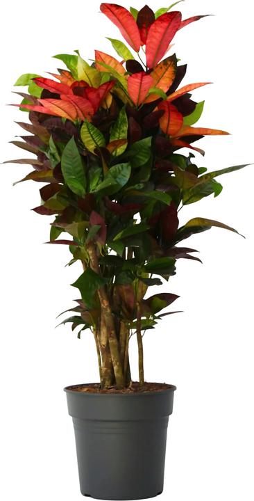 Plant in a Box Codiaeum variegatum 'Mrs. Iceton' - Kroton (120 cm)