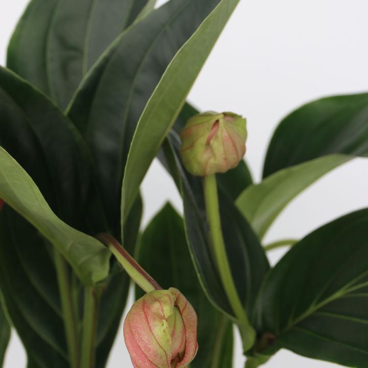 Produktbild Plant in a Box Medinilla magnifica - Rosenmedinilla (55 cm)