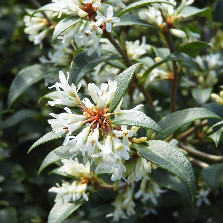 Produktbild Zulauf Duftblüte / Osmanthus x burkwoodii (100 cm)