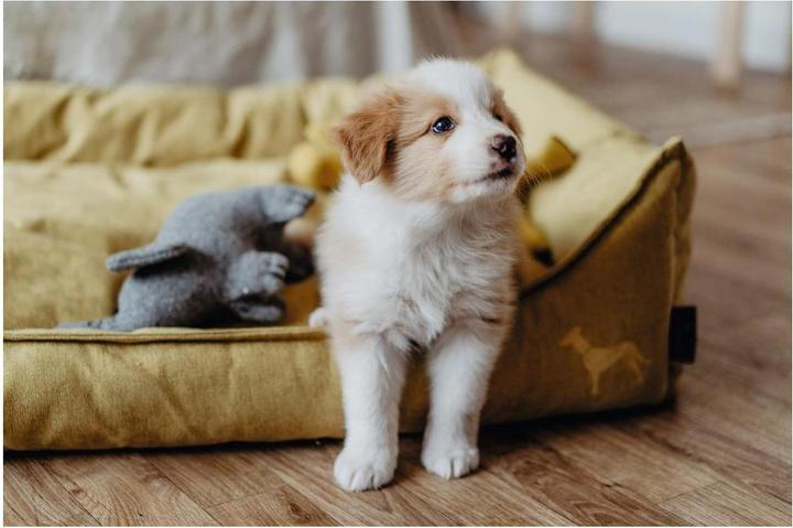 Actual product image Hunter Dog sofa Eiby (Dog)