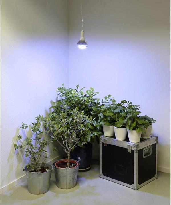 Produktbild Venso Grow Light Winter (LED, 245 V)