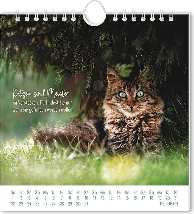 Postkartenkalender 2026 Auf leisen Pfot (16 x 17 cm, Harter Einband, Deutsch)